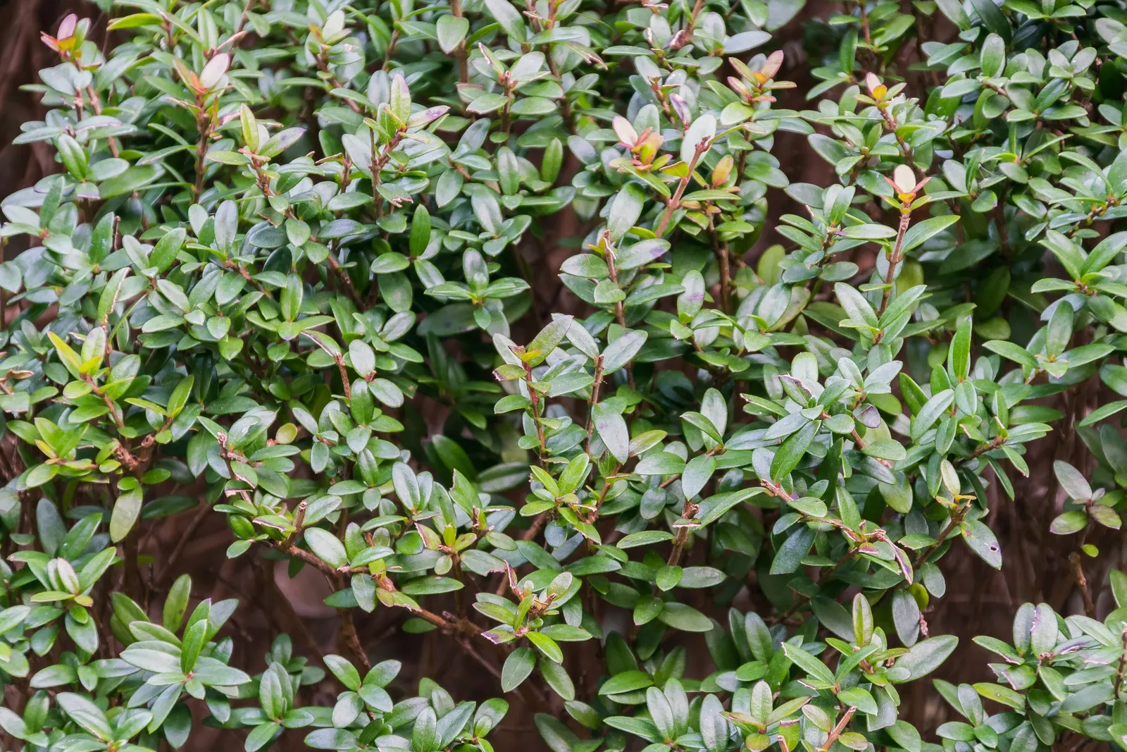 Box Honeysuckle (Lonicera Nitida) — and matures to a neat 5 to 8 feet in height and spread; the Box Honeysuckle offers visual interest with its lush foliage
