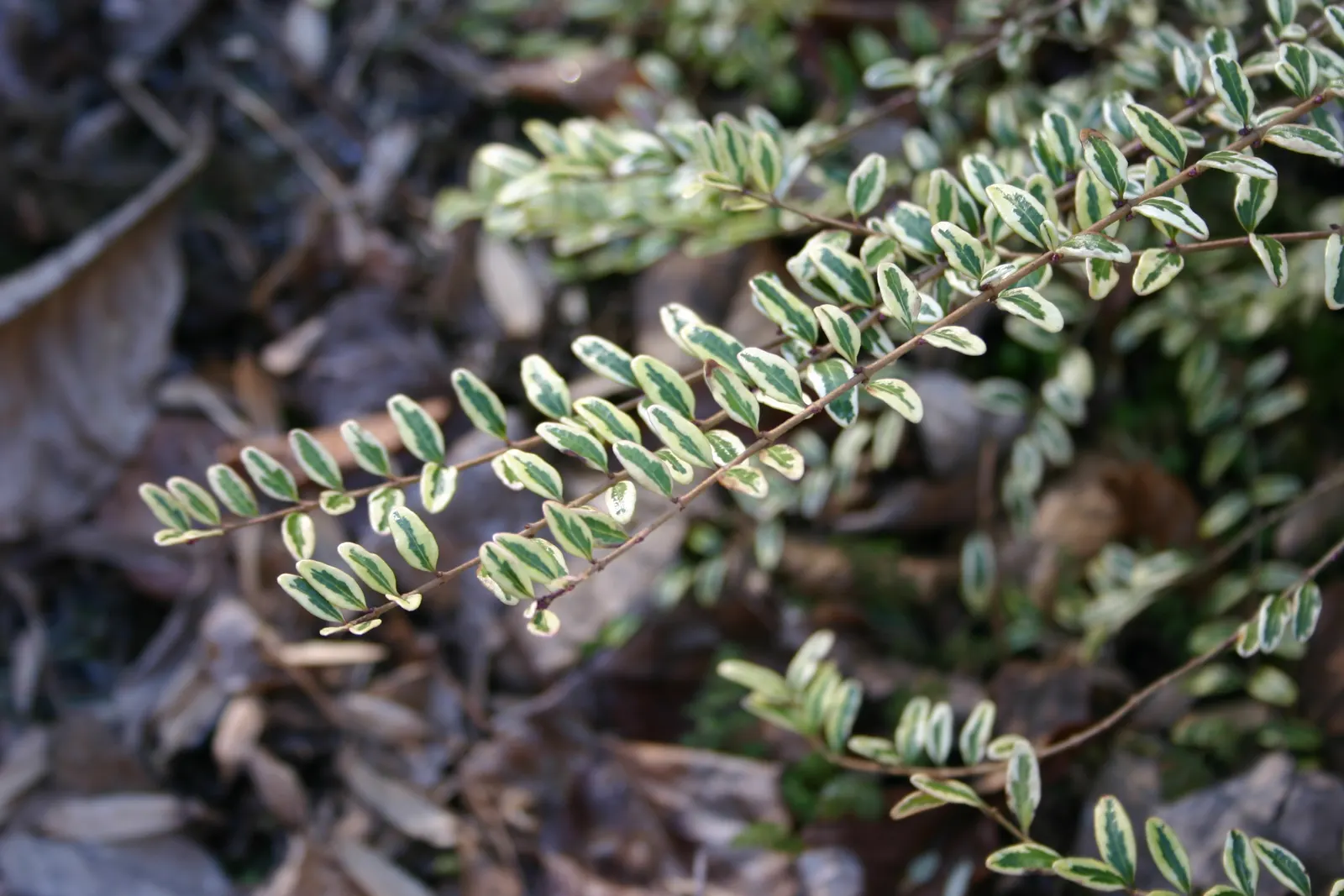 Box Honeysuckle (Lonicera Nitida) — regular watering and an occasional trim will keep it looking its best