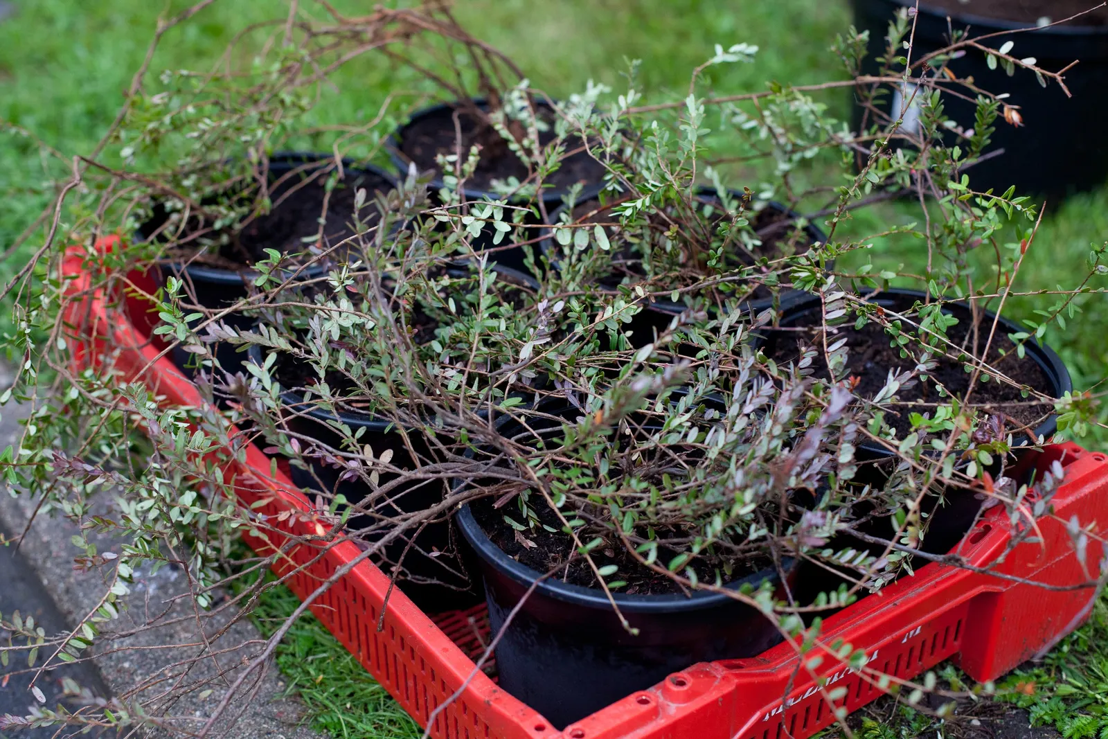 Box Honeysuckle (Lonicera Nitida) — Tolerant of various soils, it prefers full sun to partial shade, with minimal water once established
