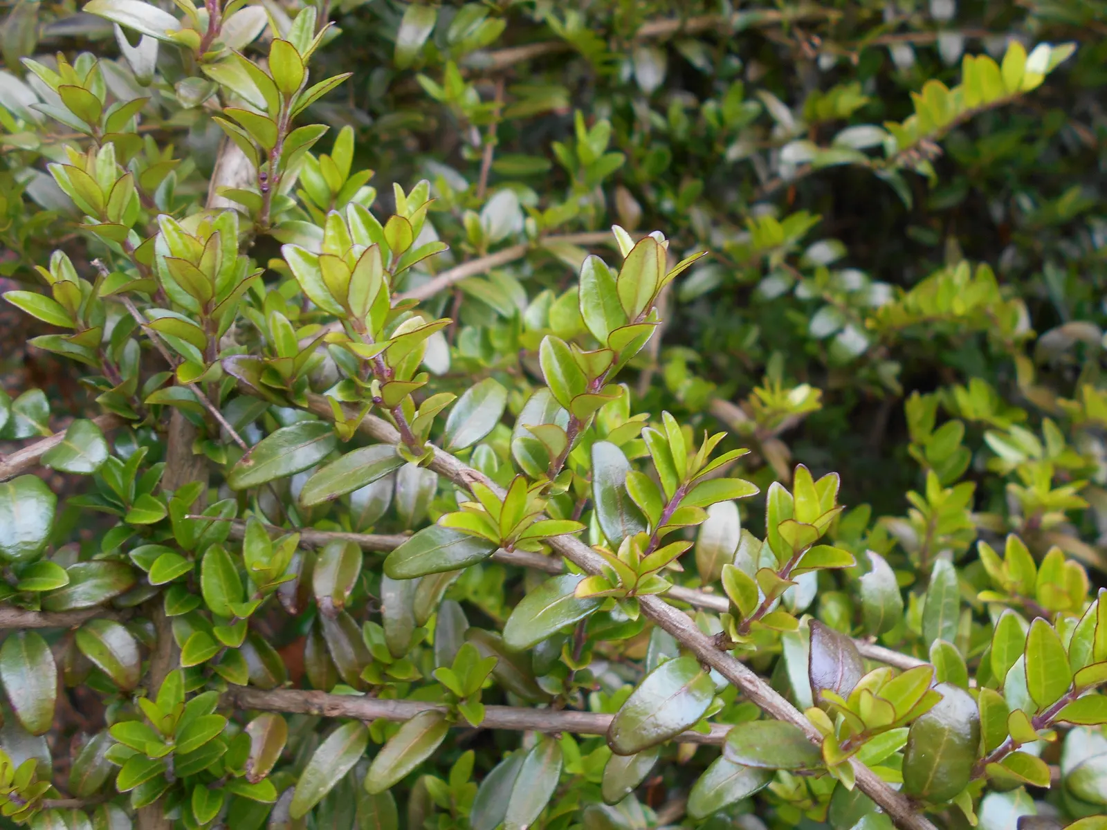 Box Honeysuckle (Lonicera Nitida) — It can be pruned rigorously to maintain a desired size or formal shape