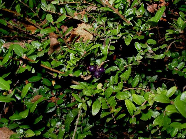 Box Honeysuckle (Lonicera Nitida) — which should be considered when planning the garden's maintenance schedule.<br><br>Seasonally