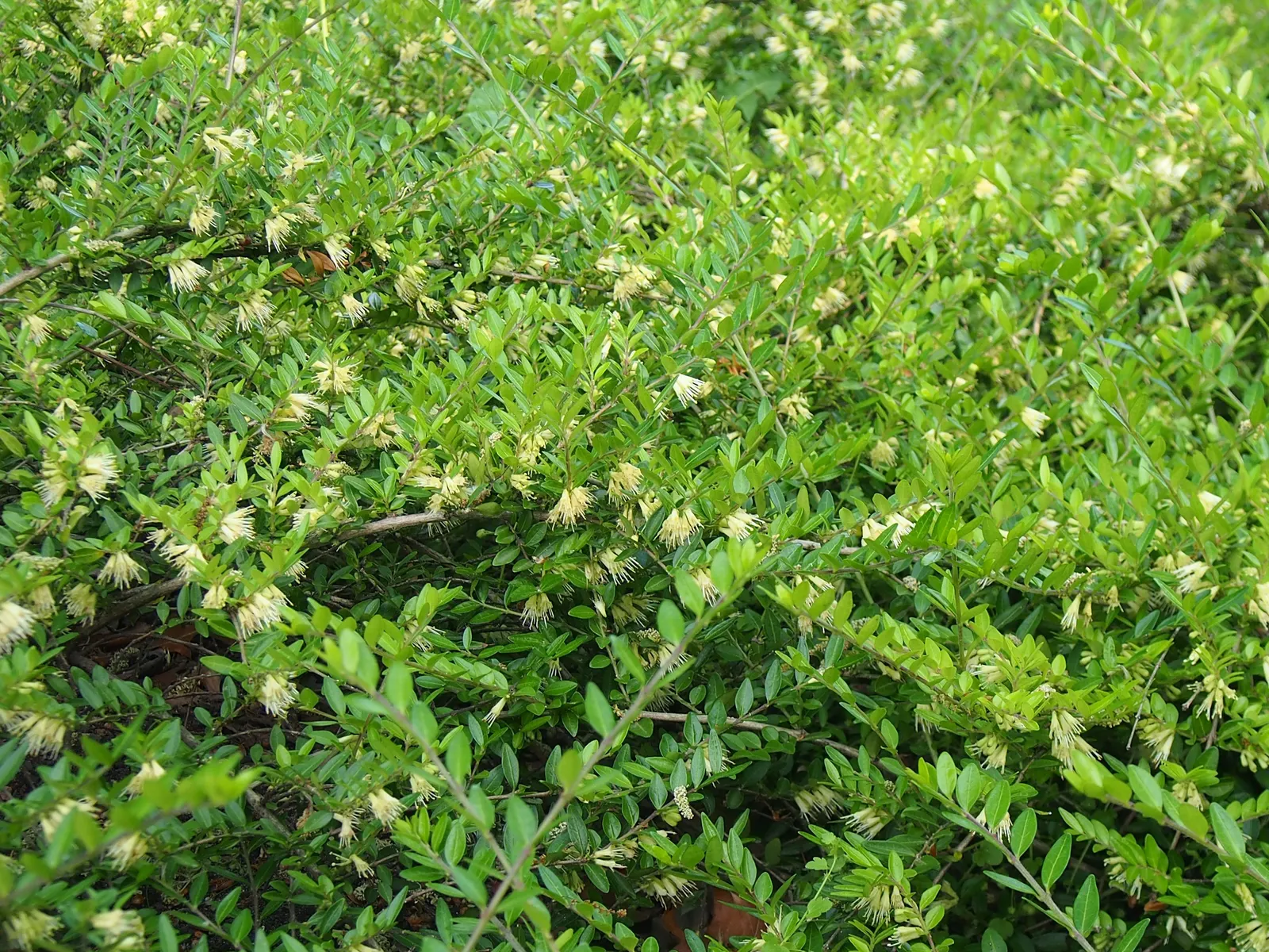 Box Honeysuckle (Lonicera Nitida) — its growth habit is both upright and mounding; ovate leaves and a glossy texture
