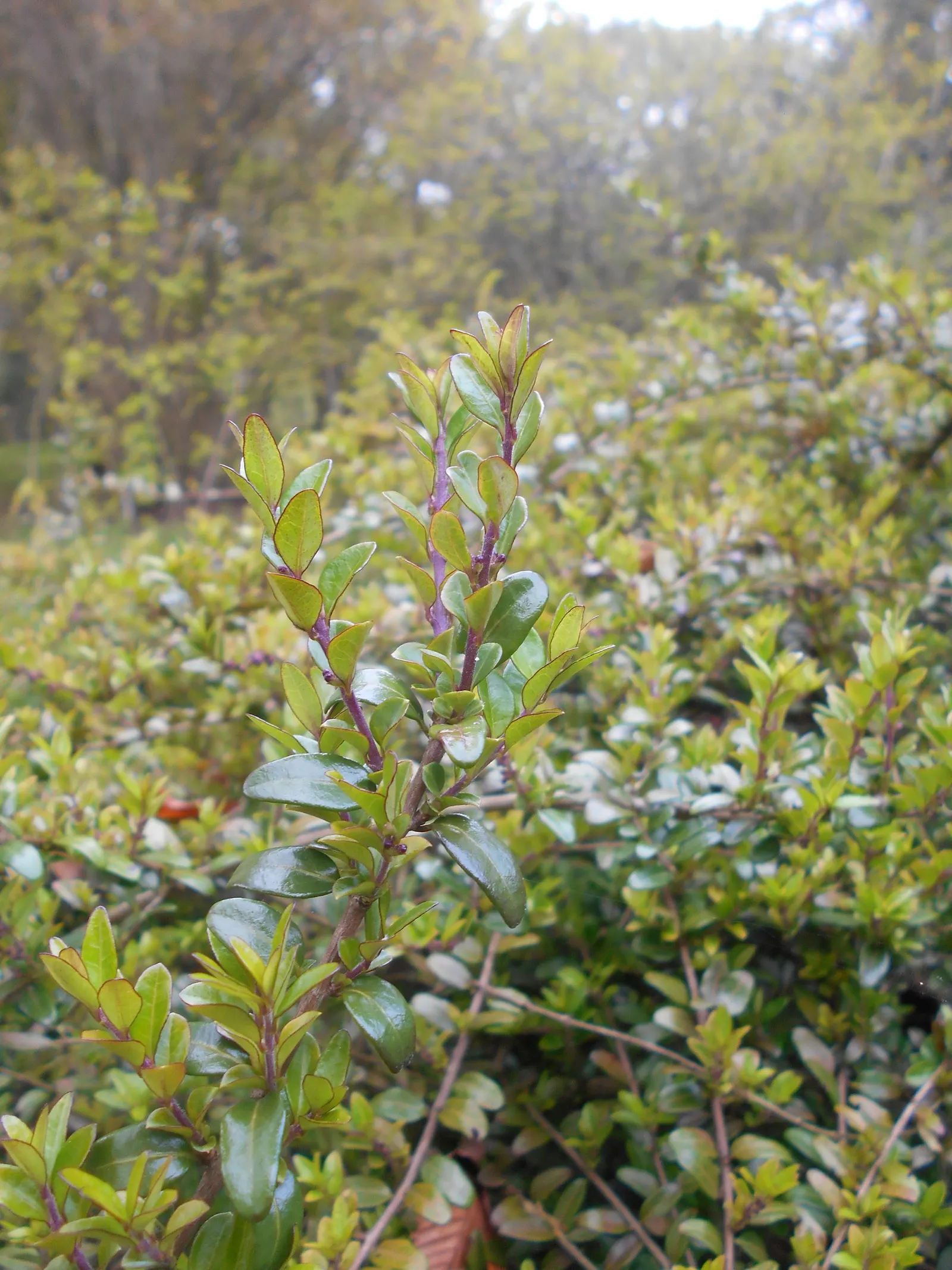 Box Honeysuckle (Lonicera Nitida) — providing a perfect backdrop for other plants or taking center stage as a topiary element in the garden design