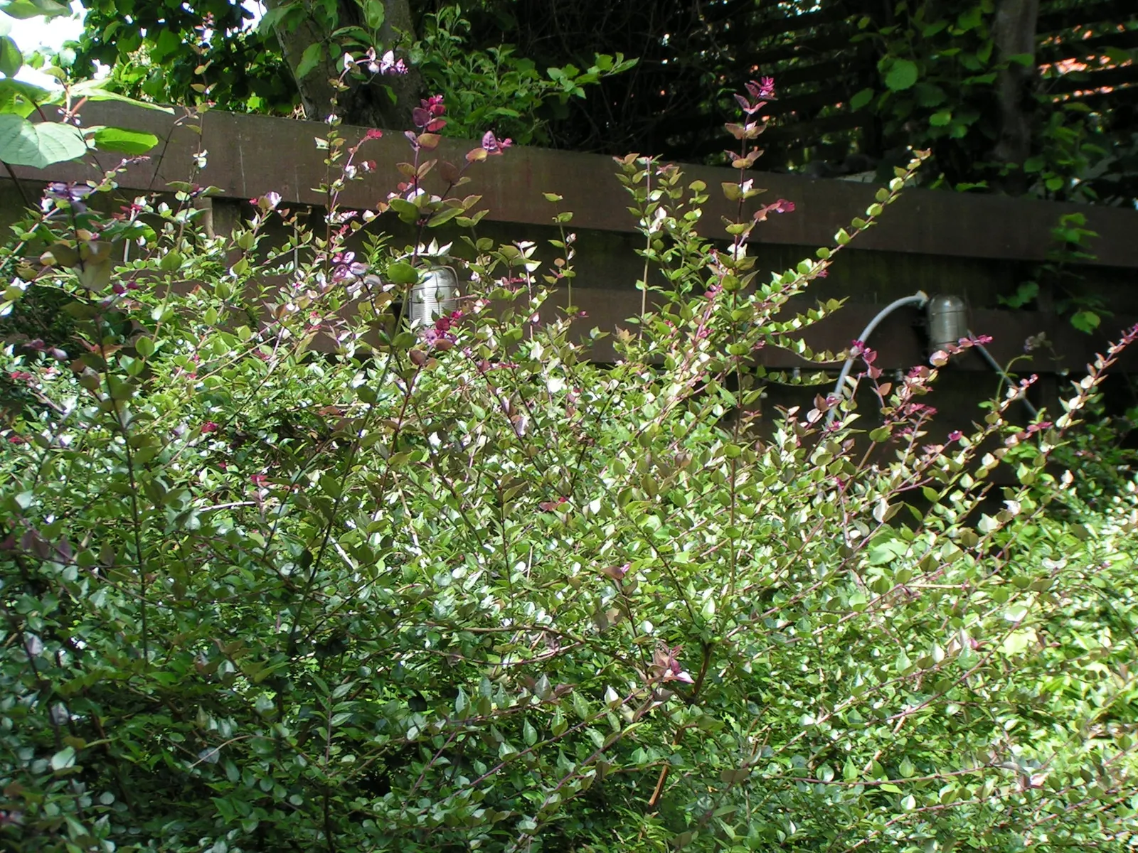 Box Honeysuckle (Lonicera Nitida) — lending itself to a multitude of design uses.<br><br>Thriving in USDA zones 6 through 9
