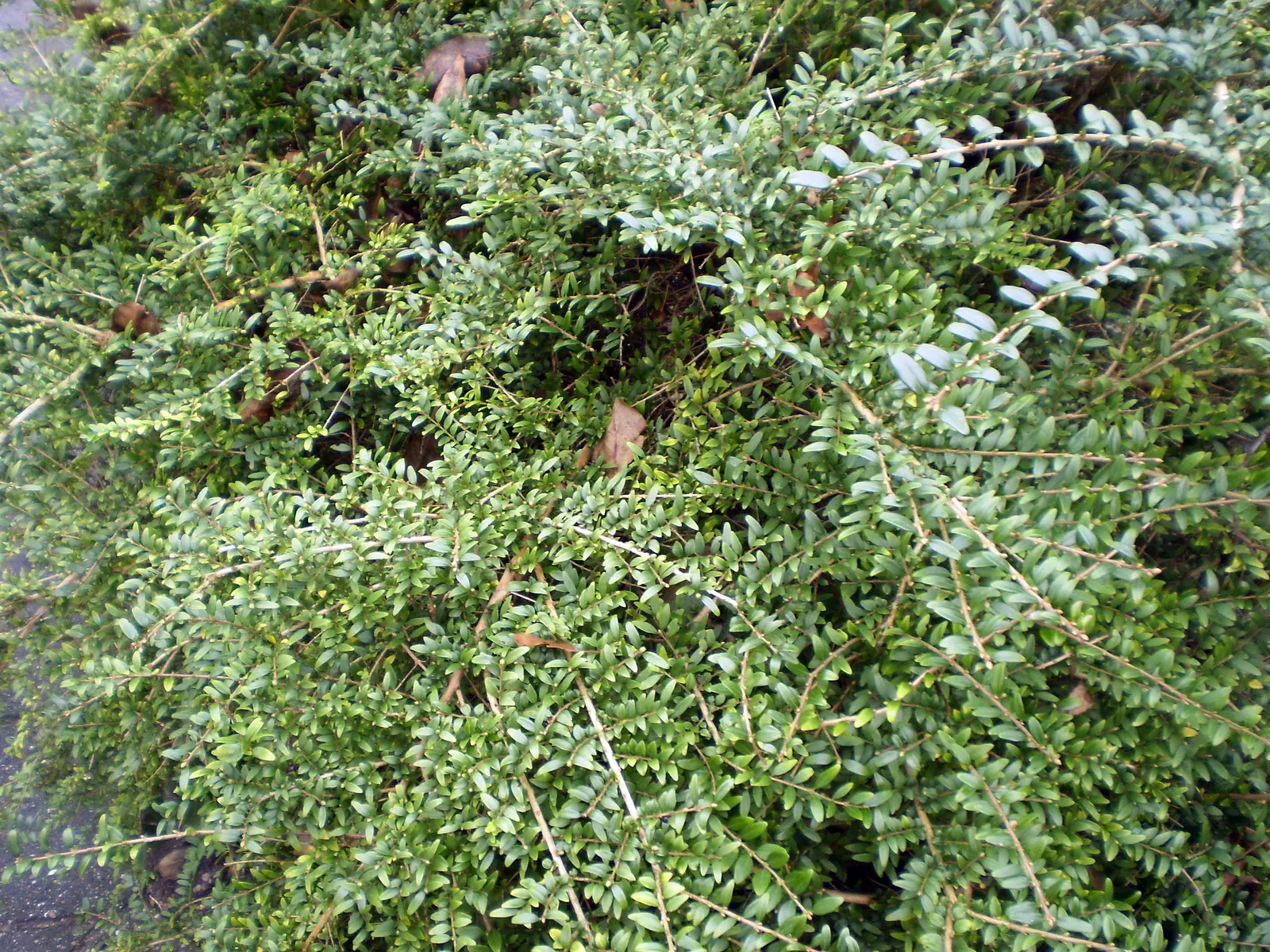 Box Honeysuckle (Lonicera Nitida) — broadleaf evergreen / shrub with multi-colored and pink and red and white blooms