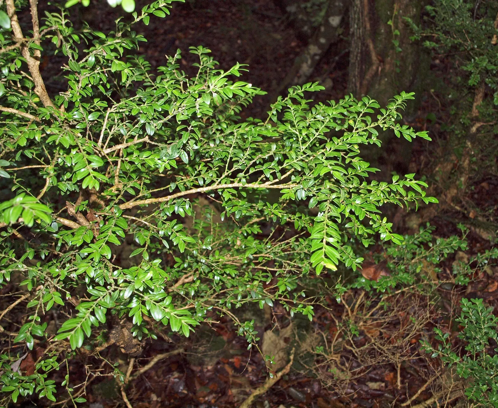 Box Honeysuckle (Lonicera Nitida) — Ideal for hedges and topiary; which are glossy green and typically grow up to 0.5 inches long