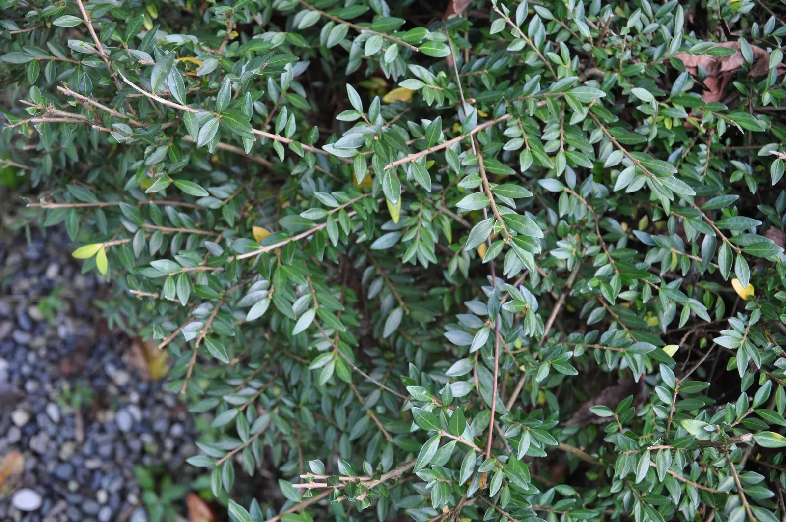 Box Honeysuckle (Lonicera Nitida) — is a versatile evergreen shrub that shines as an asset in any landscape design due to its dense