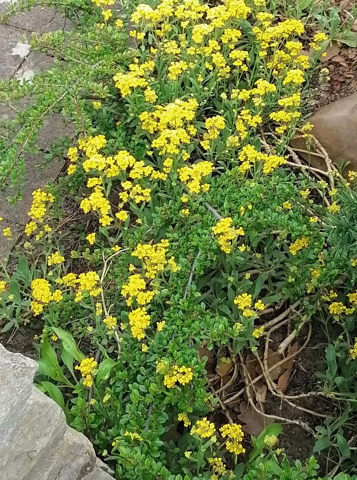 Box Honeysuckle (Lonicera Nitida) — it prefers full sun to partial shade and well-draining soil, image 44