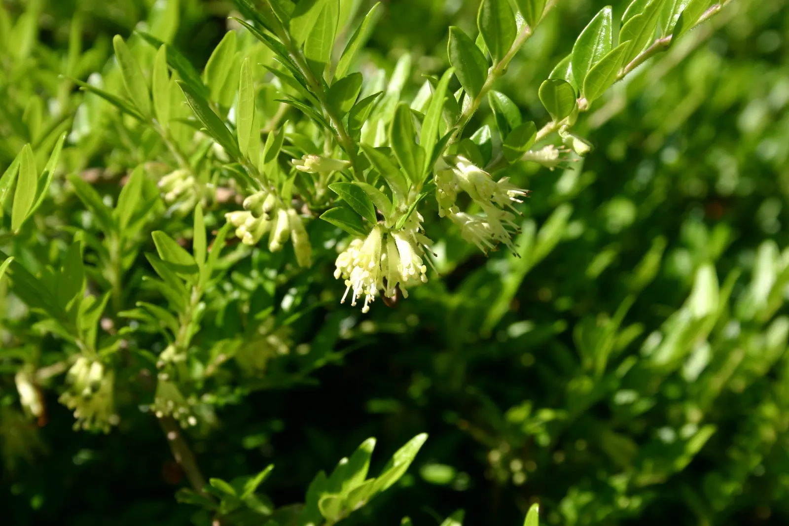 Box Honeysuckle (Lonicera Nitida) — scientifically known as Lonicera nitida; yet elegant and structured addition to their garden