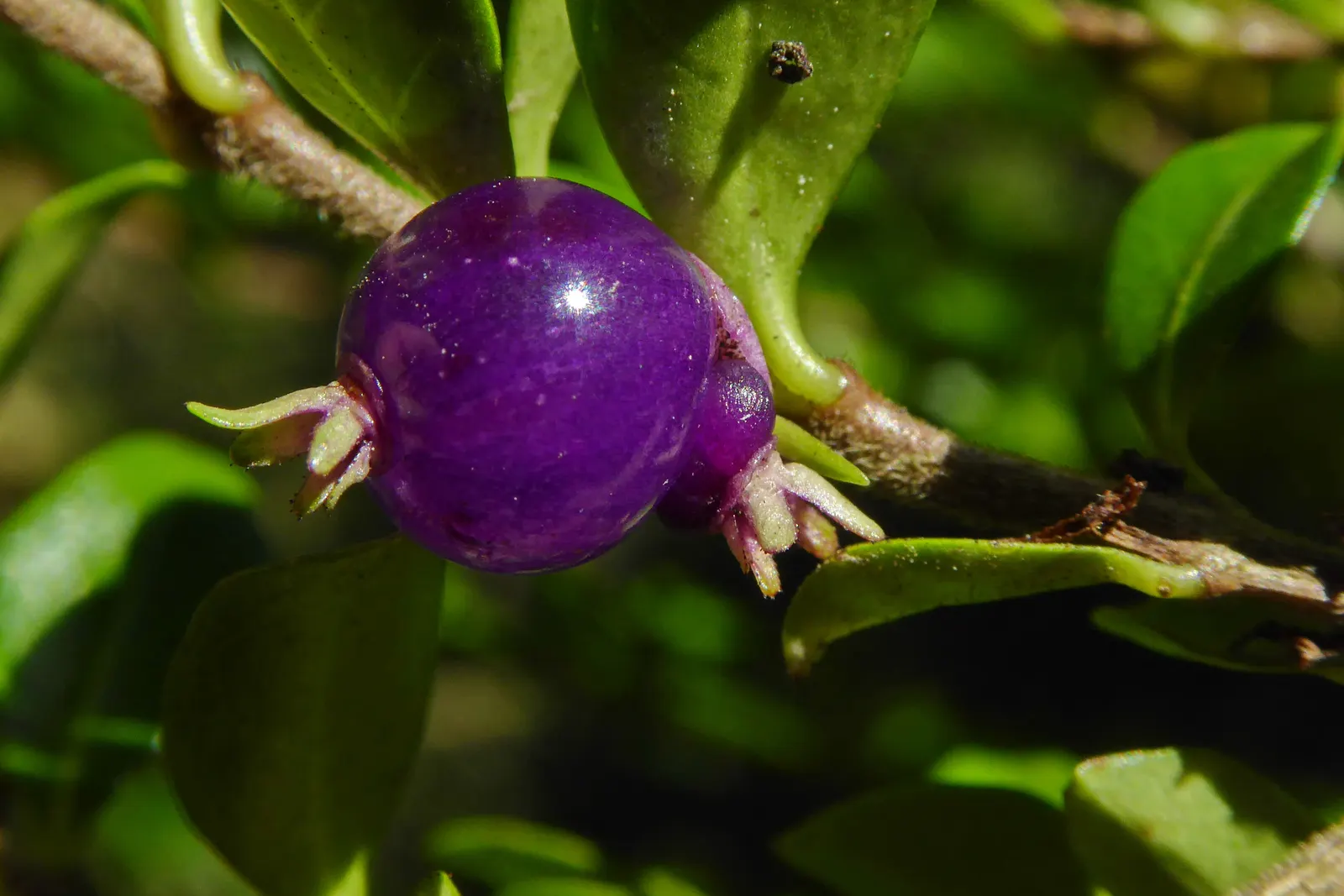Box Honeysuckle (Lonicera Nitida) — broadleaf evergreen / shrub for full or half