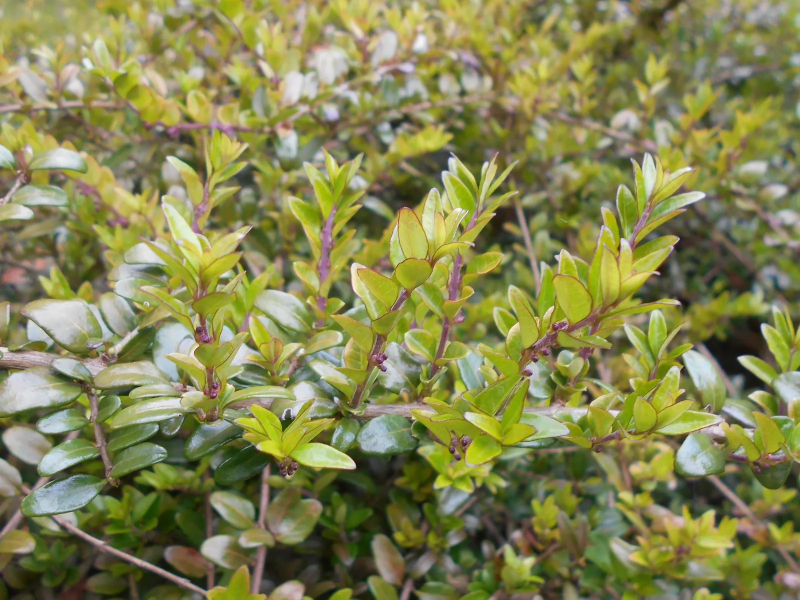 Box Honeysuckle (Lonicera Nitida) — cream-colored flowers in the spring