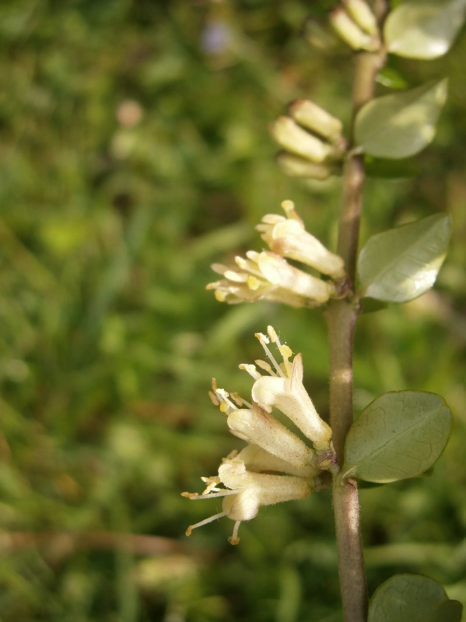 Box Honeysuckle (Lonicera Nitida) — regular watering and an occasional trim will keep it looking its best; lending itself to a multitude of design