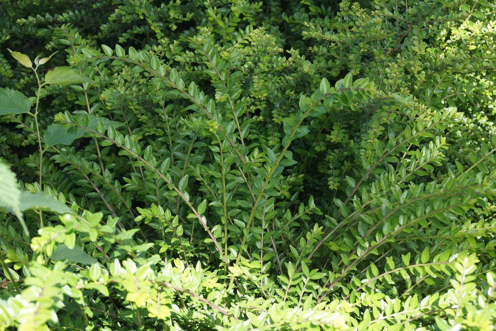 Box Honeysuckle (Lonicera Nitida) — It can be pruned rigorously to maintain a desired size or formal shape; which should be considered when planning the