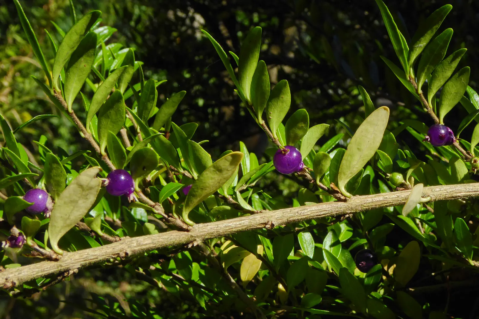 Box Honeysuckle (Lonicera Nitida) — Its rapid growth requires regular pruning to maintain shape; it thrives in USDA zones 6-9