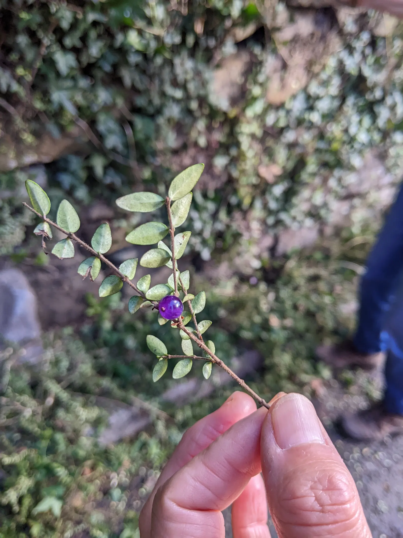 Box Honeysuckle (Lonicera Nitida) — which are glossy green and typically grow up to 0.5 inches long; this resilient shrub tolerates a range of soil types and
