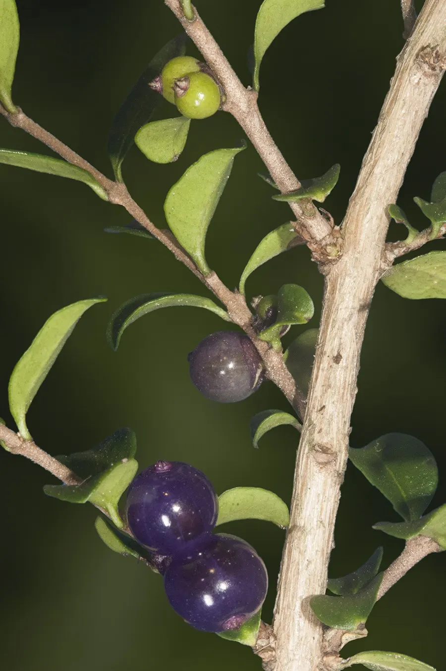 Box Honeysuckle (Lonicera Nitida) — This resilient shrub tolerates a range of soil types and conditions