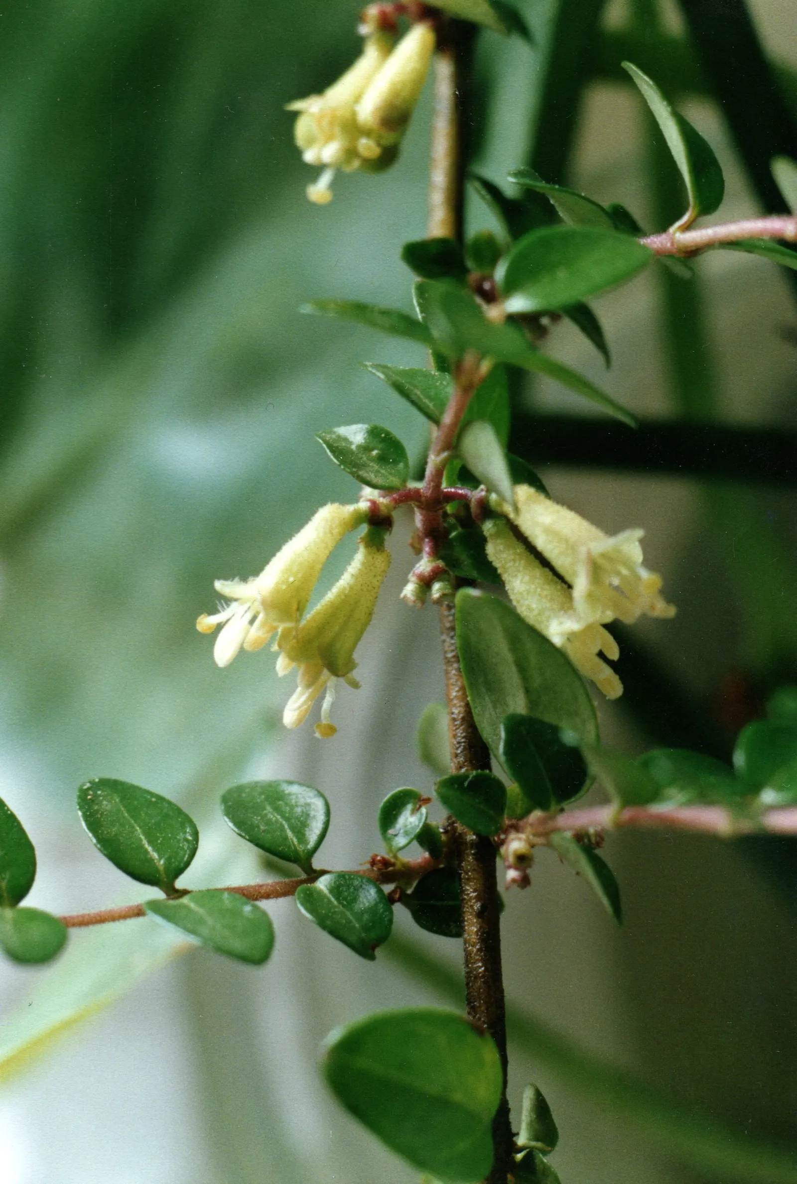 Box Honeysuckle (Lonicera Nitida) — Its rapid growth requires regular pruning to maintain shape