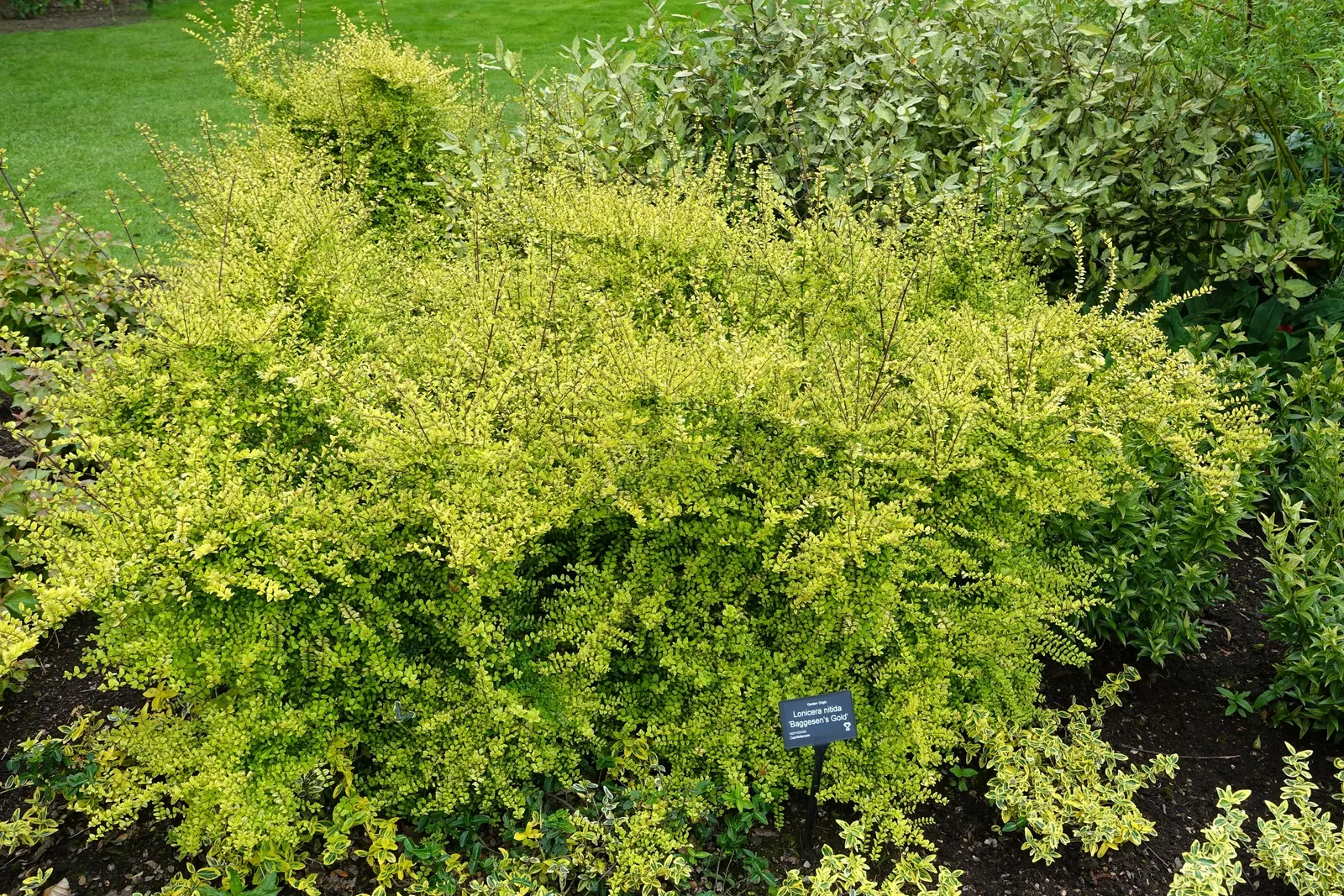 Box Honeysuckle (Lonicera Nitida) — yet elegant and structured addition to their garden