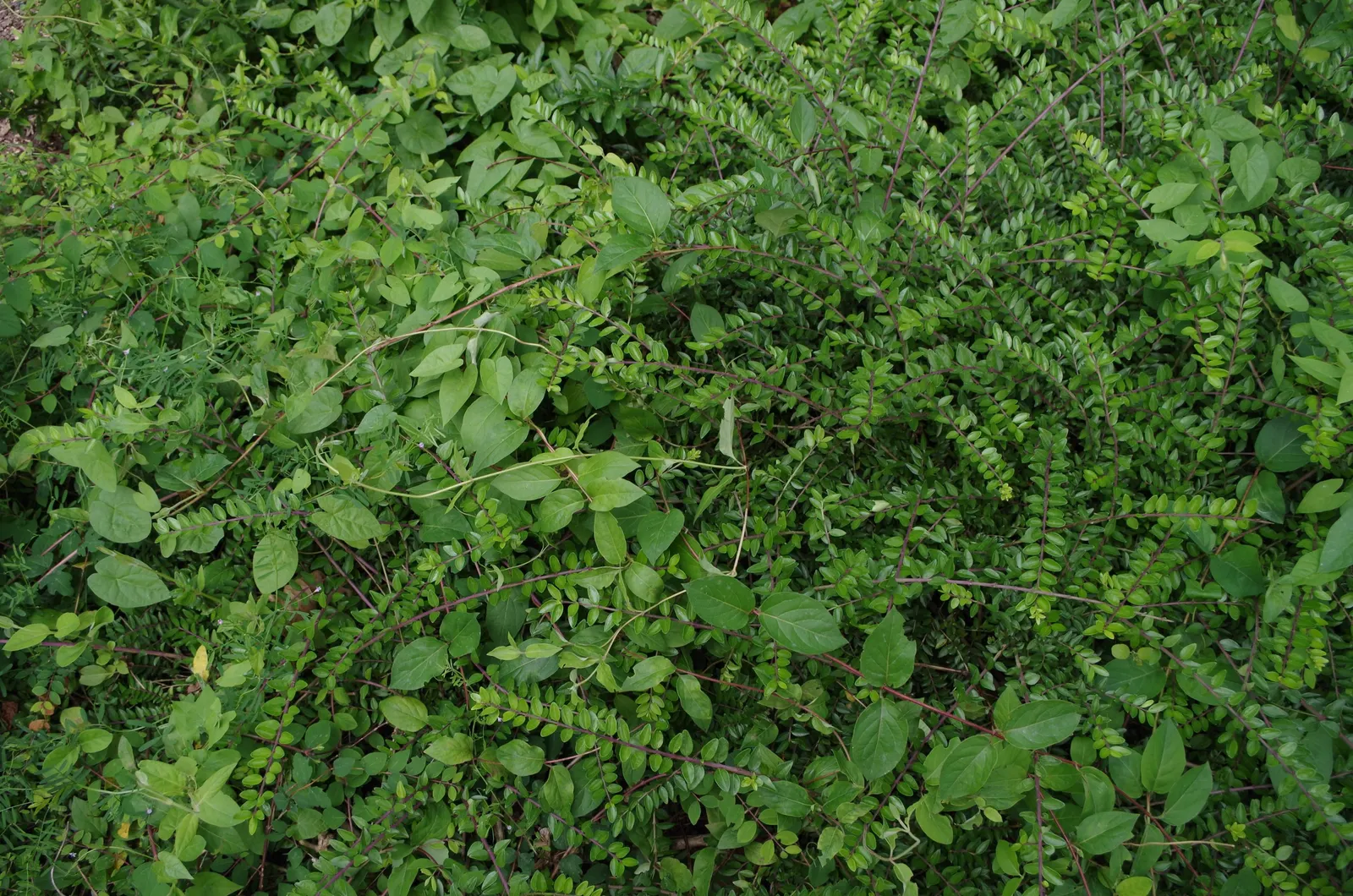 Box Honeysuckle (Lonicera Nitida) — for optimal health and appearance