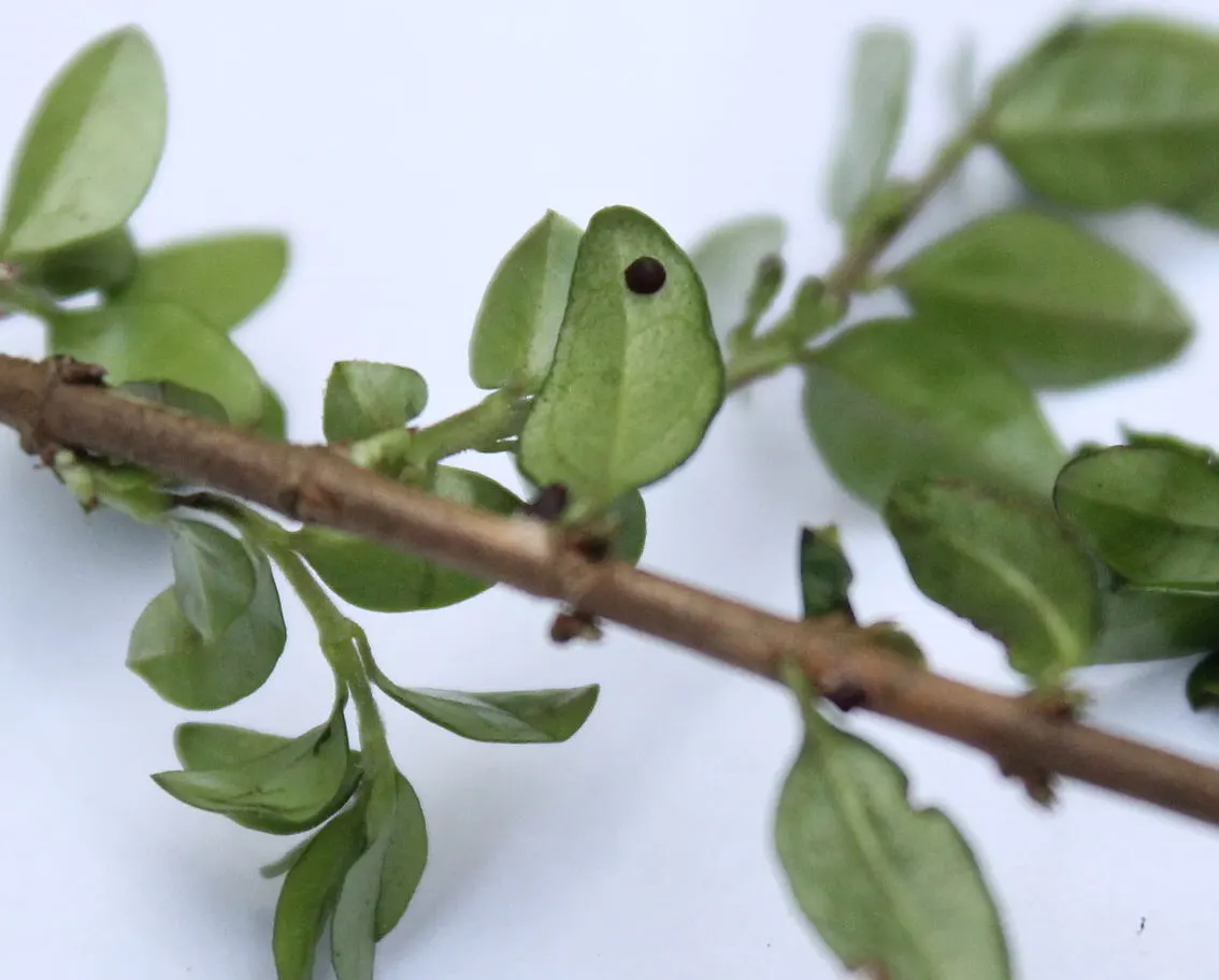 Box Honeysuckle (Lonicera Nitida) — it thrives in USDA zones 6-9