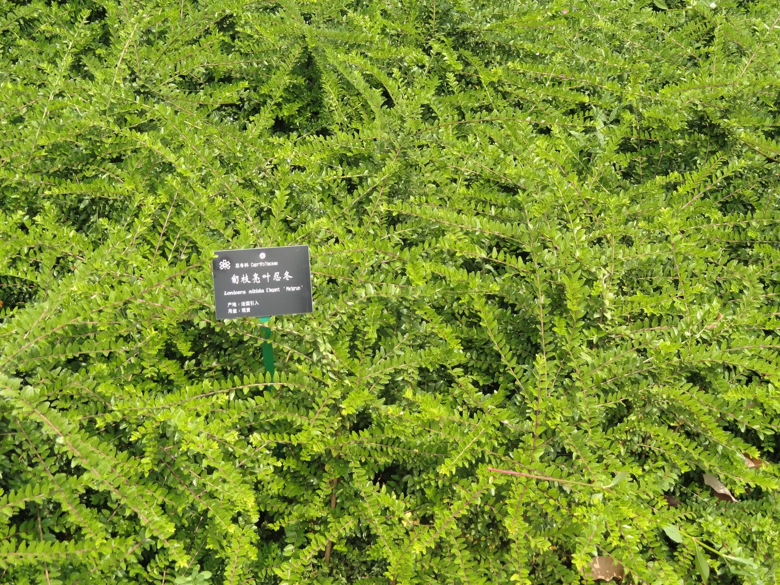 Box Honeysuckle (Lonicera Nitida) — making it a reliable choice for different garden scenarios