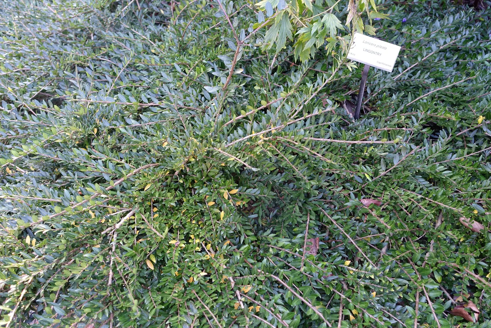 Box Honeysuckle (Lonicera Nitida) — making it a reliable choice for different garden scenarios; broadleaf evergreen / shrub for full or half