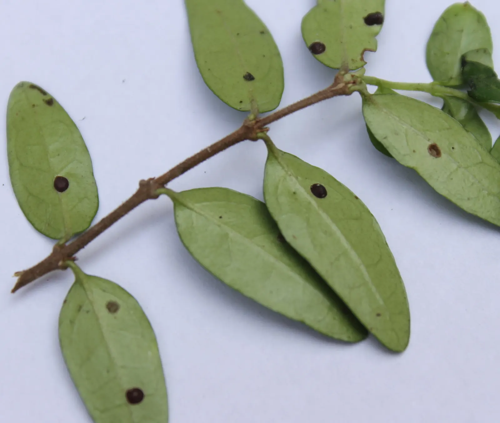 Box Honeysuckle (Lonicera Nitida) — which are often unnoticed due to their size