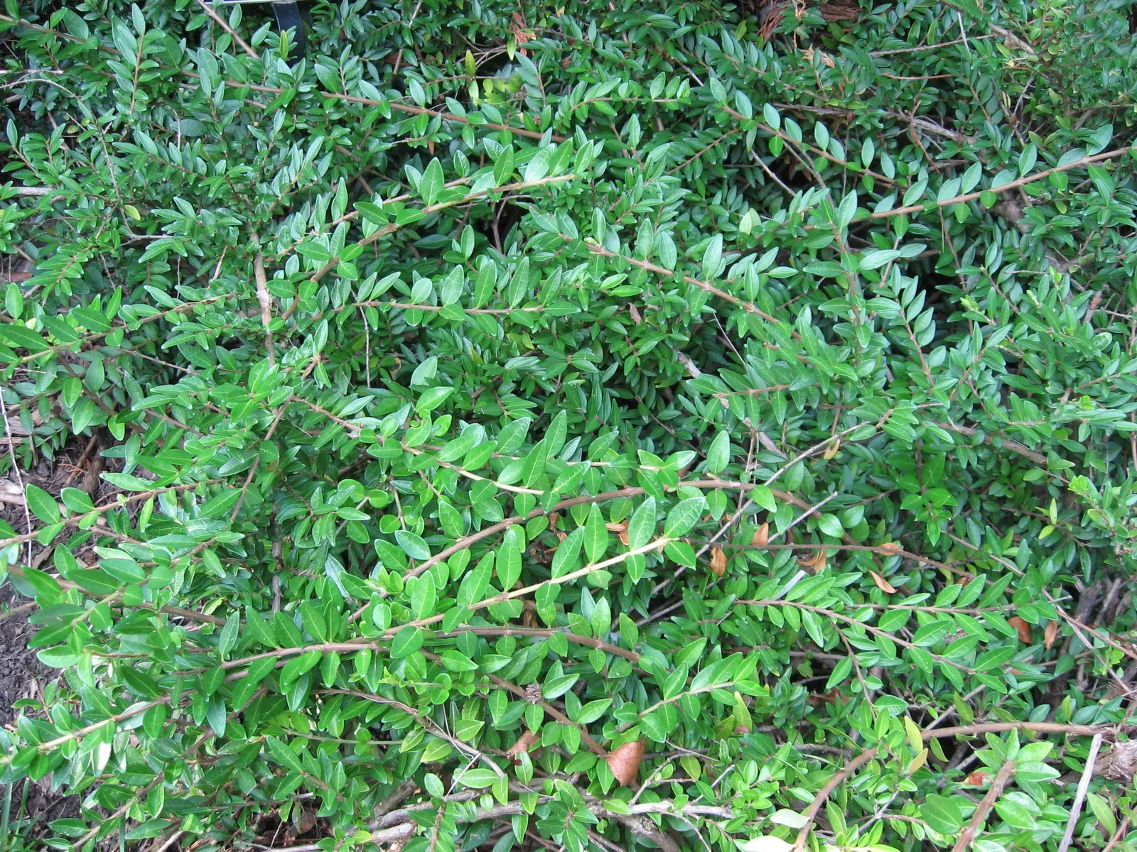 Box Honeysuckle (Lonicera Nitida) — which should be considered when planning the garden's maintenance schedule.<br><br>Seasonally; broadleaf evergreen / shrub