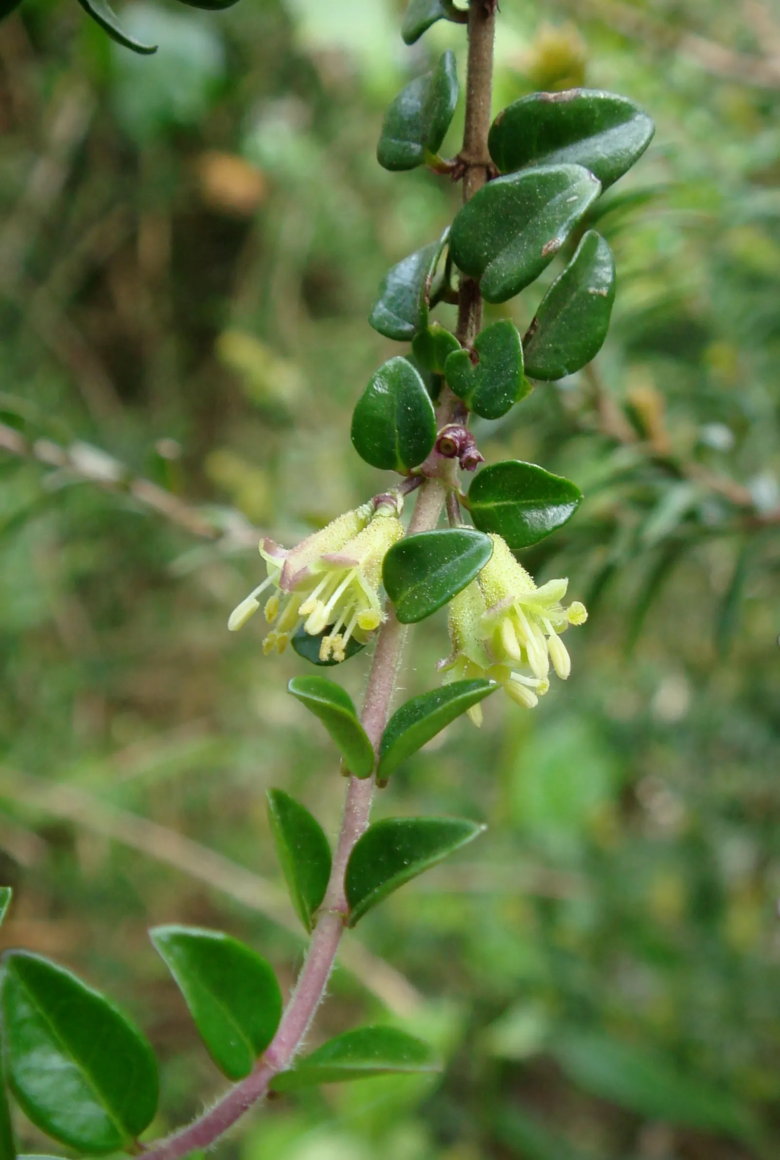 Box Honeysuckle (Lonicera Nitida) — finely textured foliage and its ability to be shaped with ease