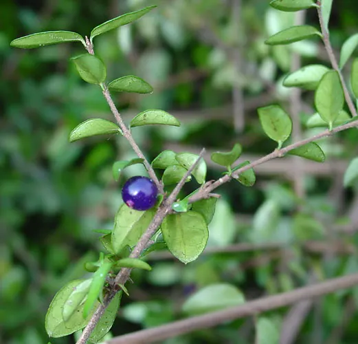 Box Honeysuckle (Lonicera Nitida) — its growth habit is both upright and mounding