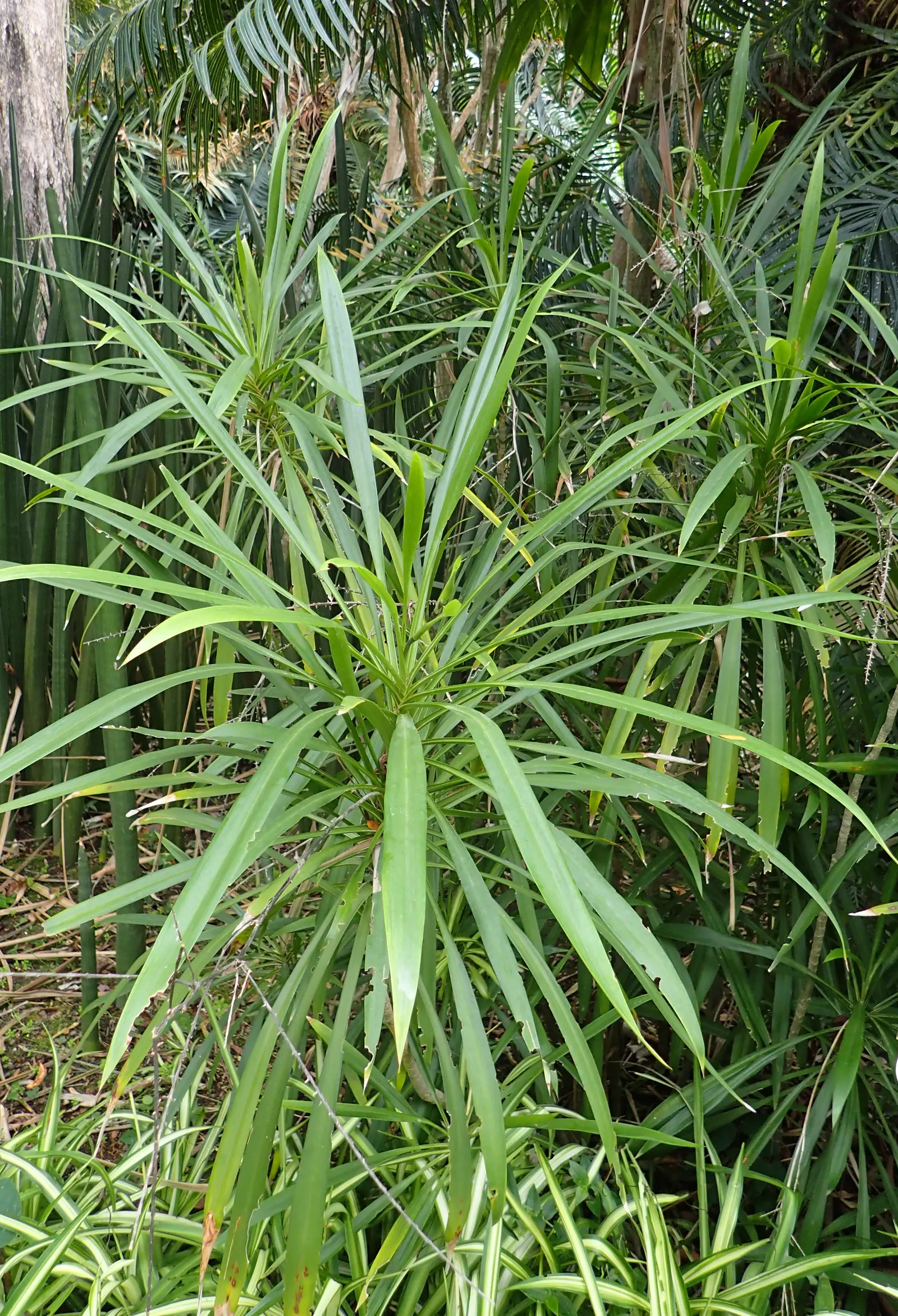 Narrow Leaved Cordyline (Cordyline Stricta) — is a perennial plant indigenous to the subtropical regions of Eastern Australia