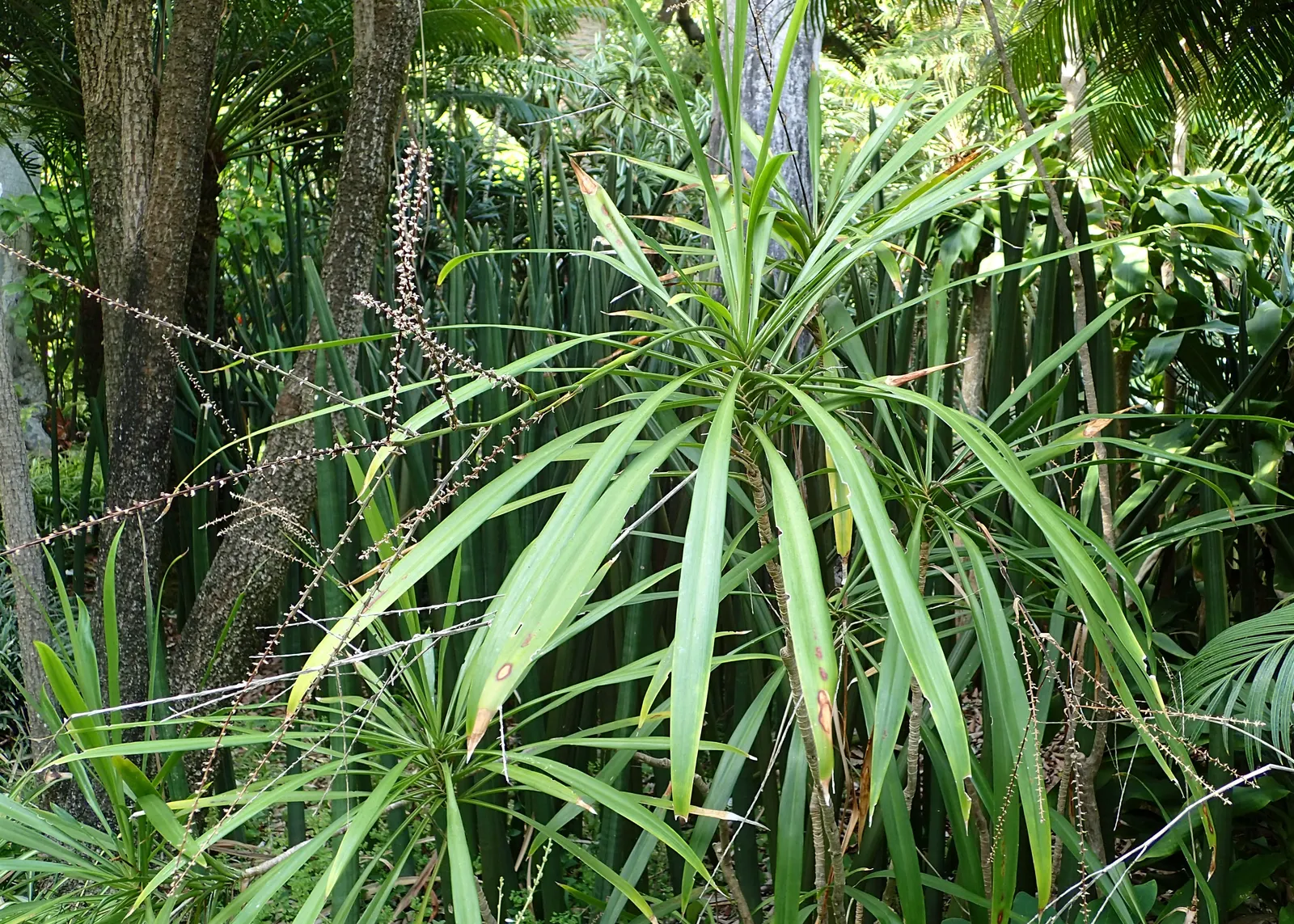 Narrow Leaved Cordyline (Cordyline Stricta) — The Narrow Leaved Palm Lily