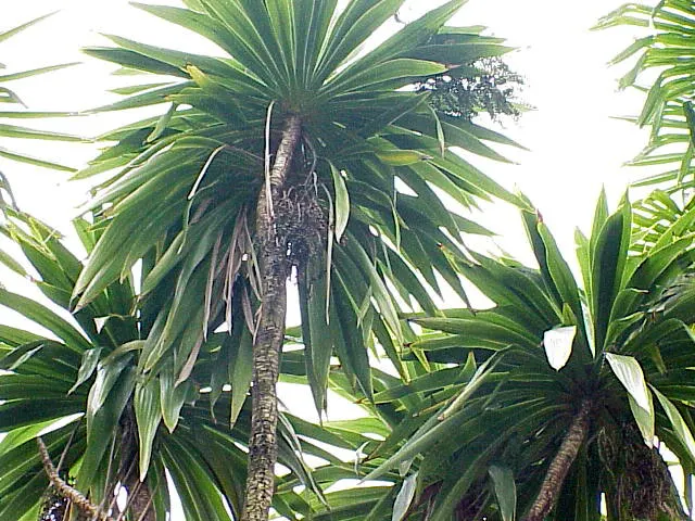 Narrow Leaved Cordyline (Cordyline Stricta) — This hardy specimen thrives in partial shade to full sun and requires well-drained soil
