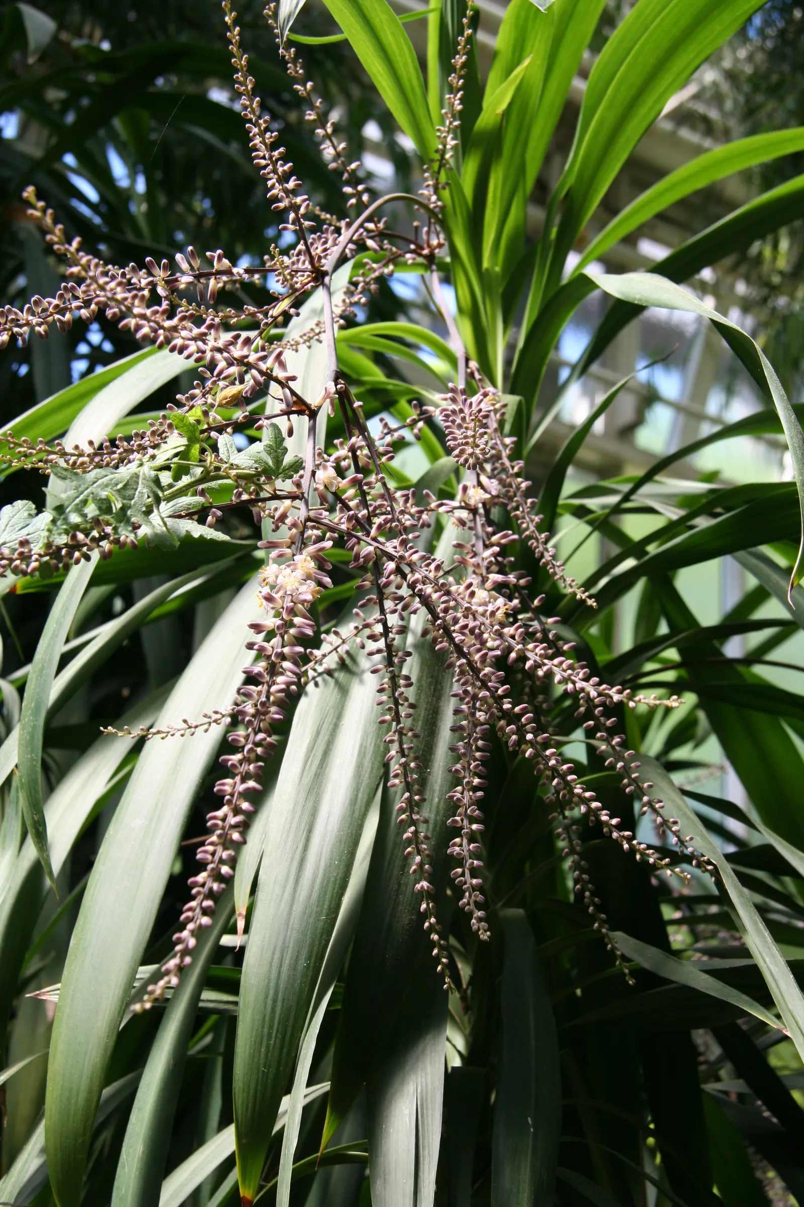 Narrow Leaved Cordyline (Cordyline Stricta) — the Narrow Leaved Palm Lily prefers partial shade but can tolerate full sun if adequately watered