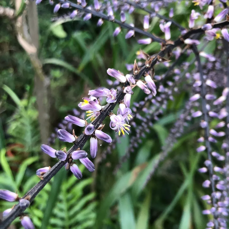 Narrow Leaved Cordyline (Cordyline Stricta) — or as an underplanting beneath taller canopy trees