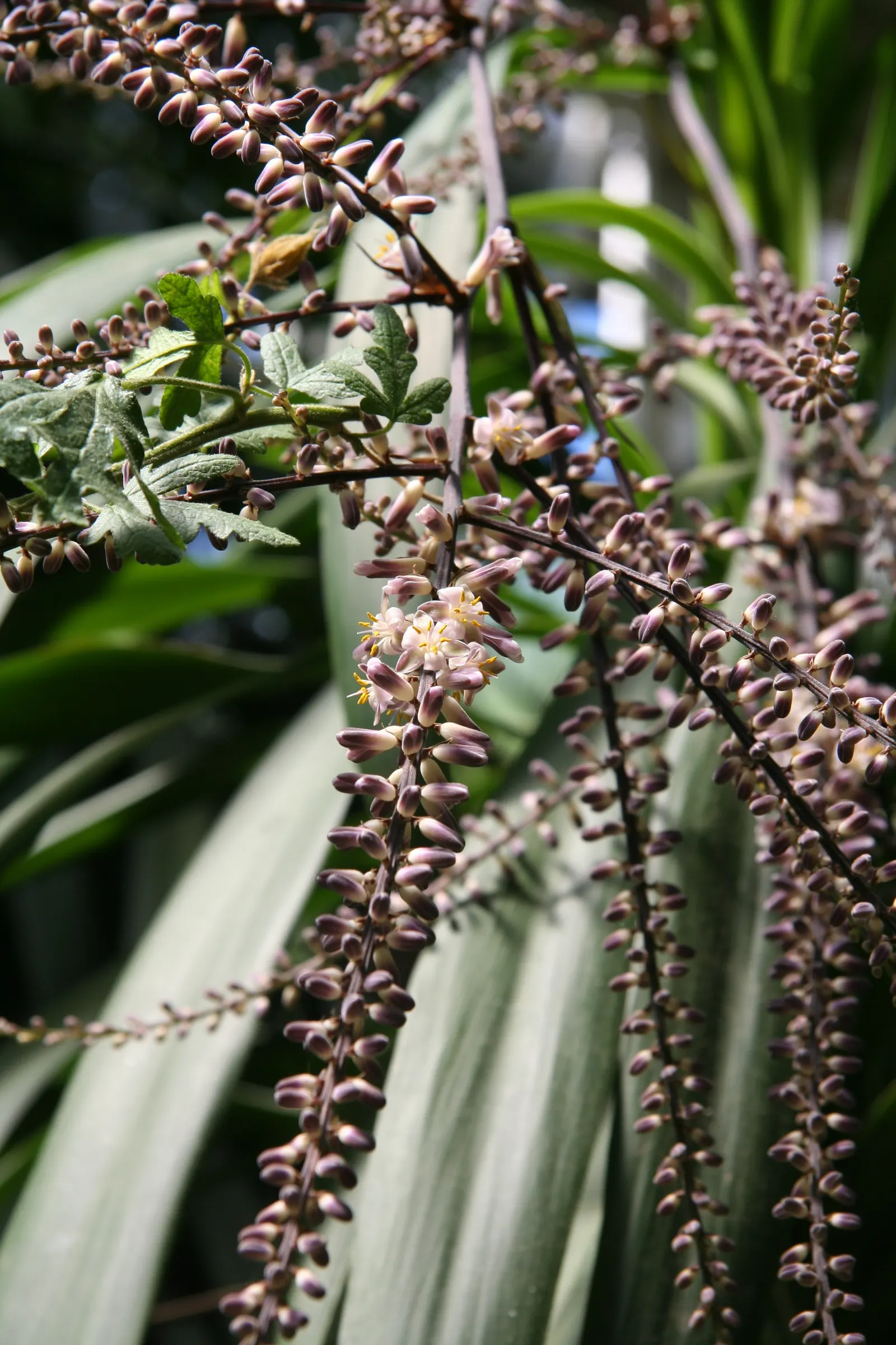 Narrow Leaved Cordyline (Cordyline Stricta) — In summer, it bears small, fragrant, purple flowers, followed by dark berries