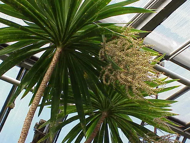 Narrow Leaved Cordyline (Cordyline Stricta) — The Narrow Leaved Palm Lily, Cordyline stricta, is an attractive, evergreen shrub; this hardy specimen thrives in