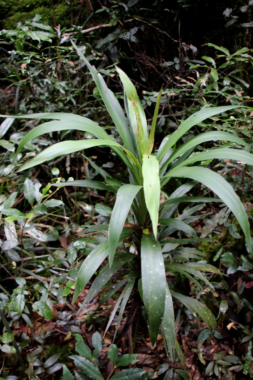 Narrow Leaved Cordyline (Cordyline Stricta) — it should be watered regularly
