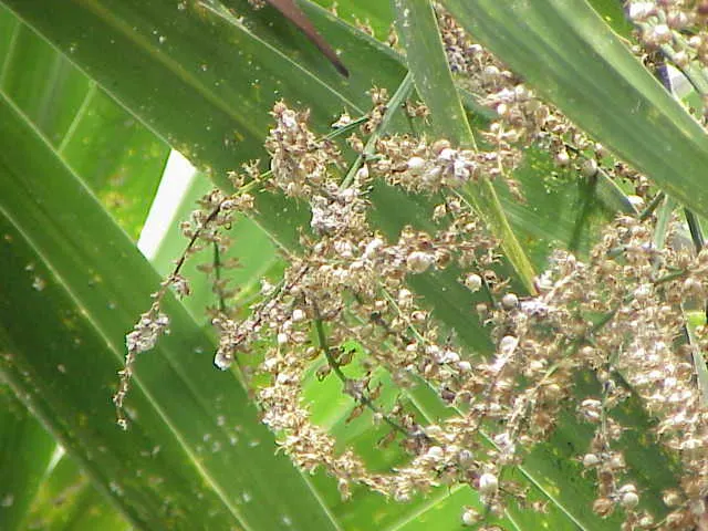 Narrow Leaved Cordyline (Cordyline Stricta) — as it is sensitive to root rot