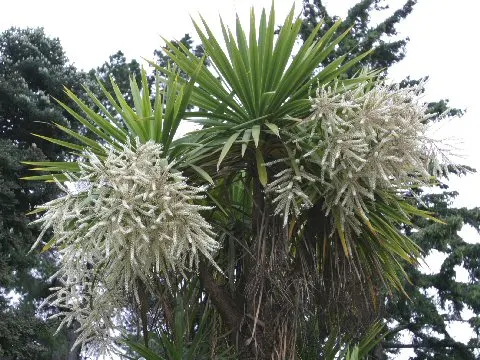 Narrow Leaved Cordyline (Cordyline Stricta) — which can grow up to 12 inches in length and 1 inch in width