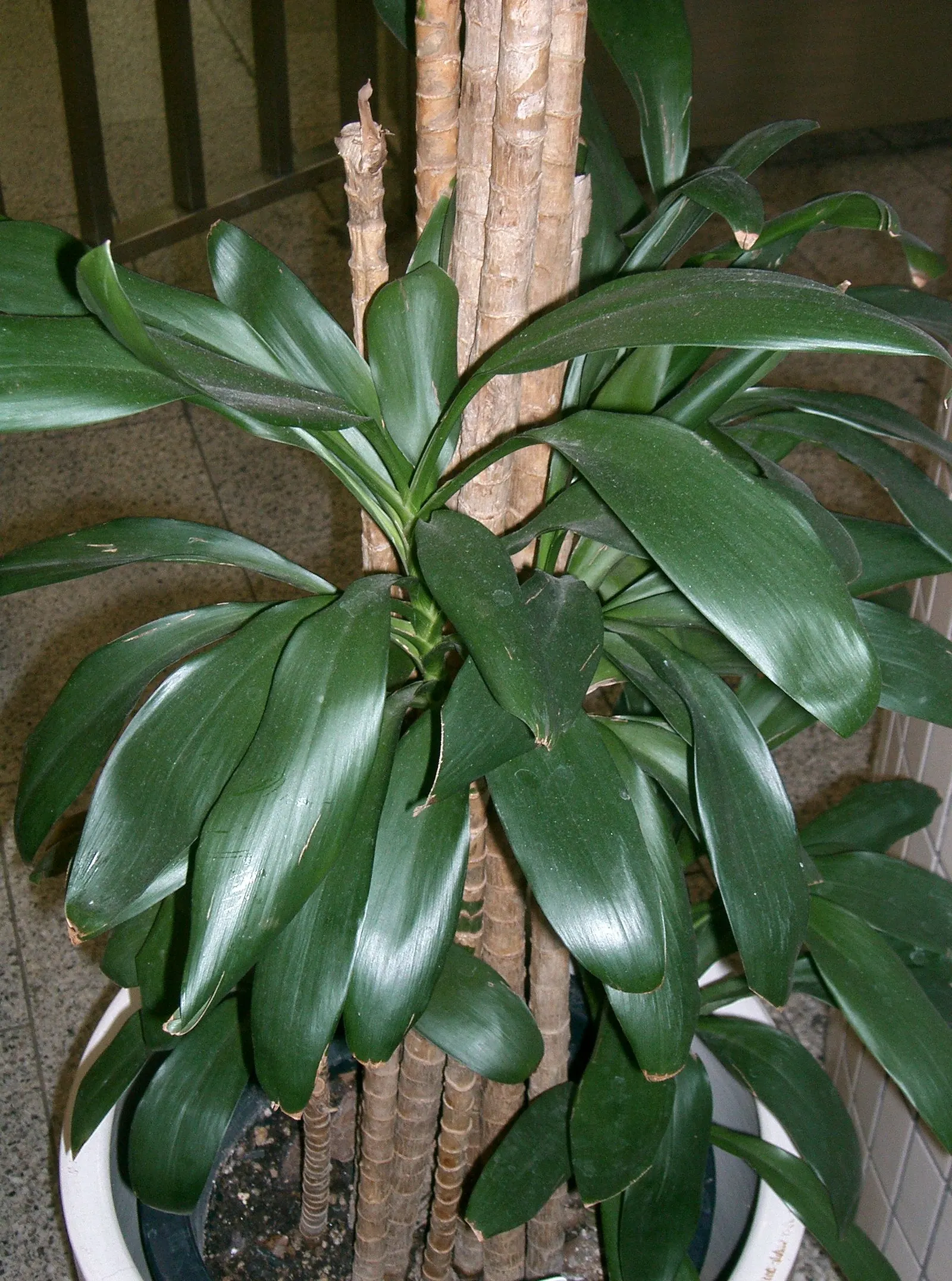 Narrow Leaved Cordyline (Cordyline Stricta) — the Cordyline stricta gracefully grows upright with slender stems