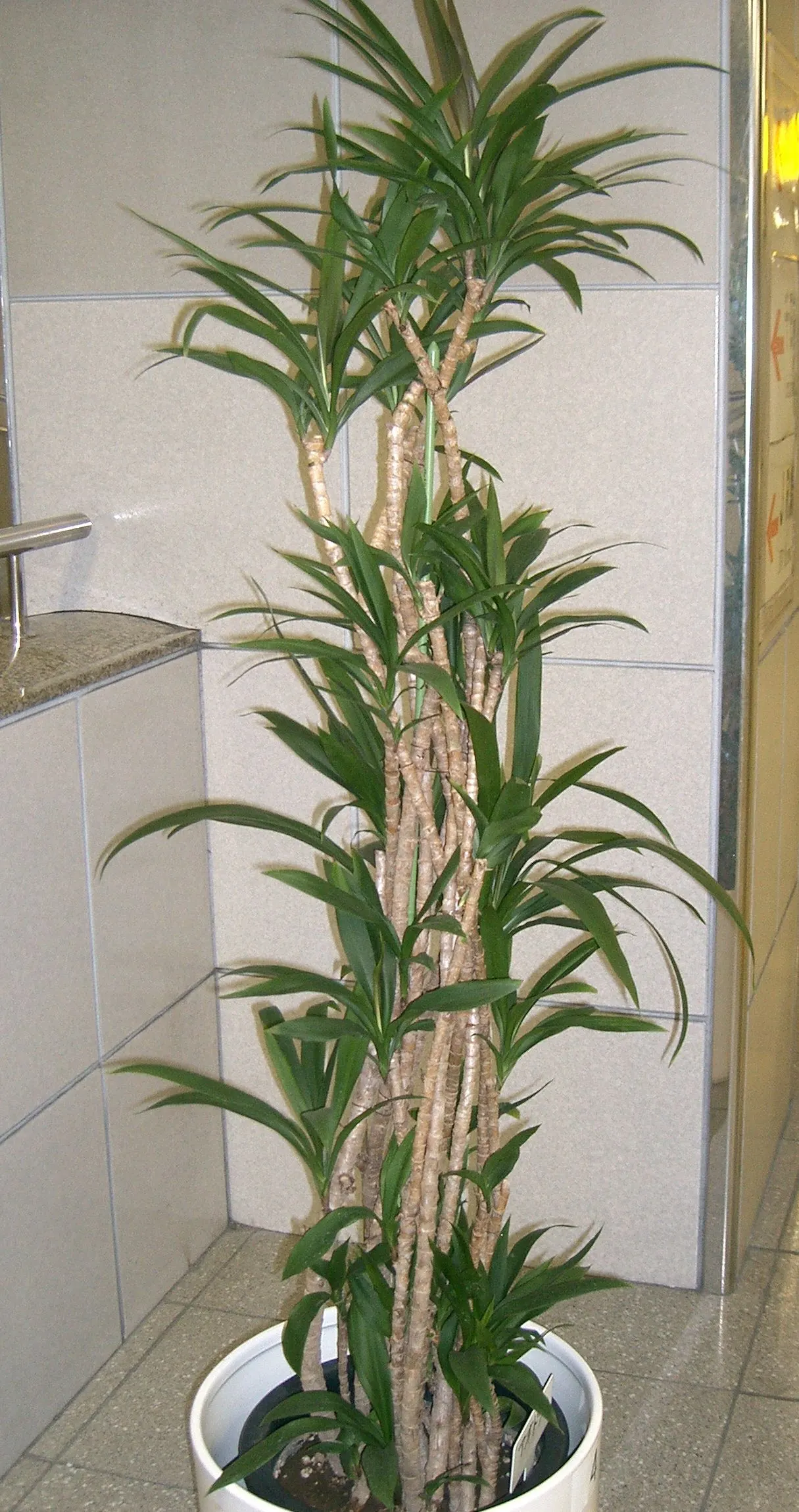 Narrow Leaved Cordyline (Cordyline Stricta) — It stands 3-10 feet tall with slender, arching leaves, offering a striking vertical element to landscapes; the