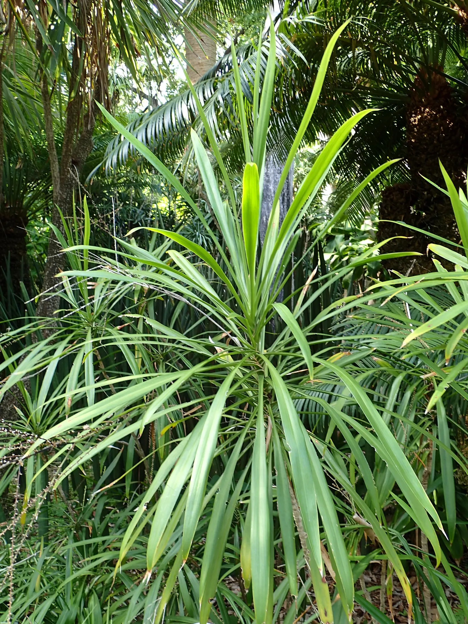 Narrow Leaved Cordyline (Cordyline Stricta) — but take care not to overwater