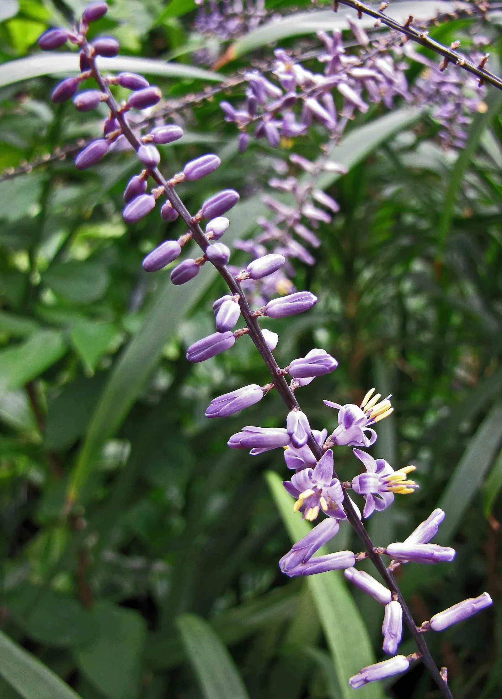 Narrow Leaved Cordyline (Cordyline Stricta) — It's excellent for accent planting or as a container focal point, and is drought-tolerant once established; this
