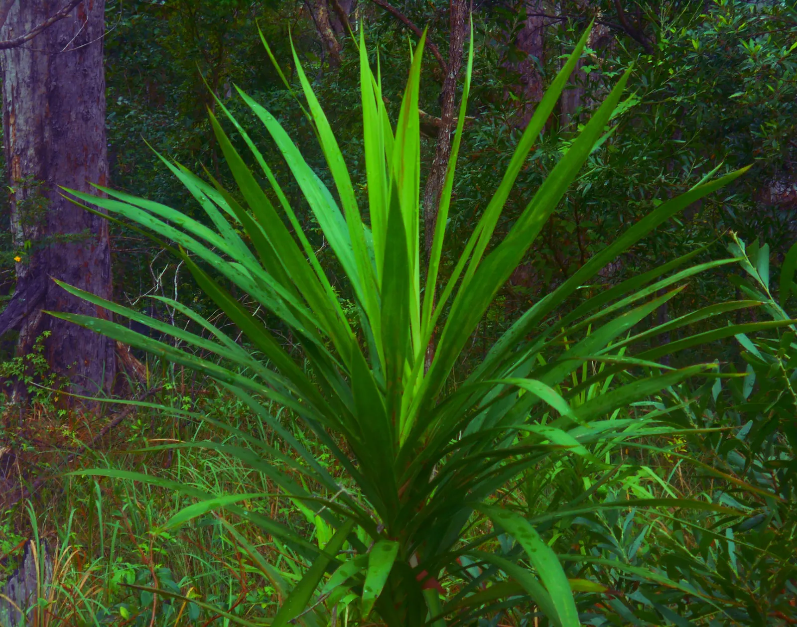 Narrow Leaved Cordyline (Cordyline Stricta) — This hardy specimen thrives in partial shade to full sun and requires well-drained soil; it stands 3-10 feet tall
