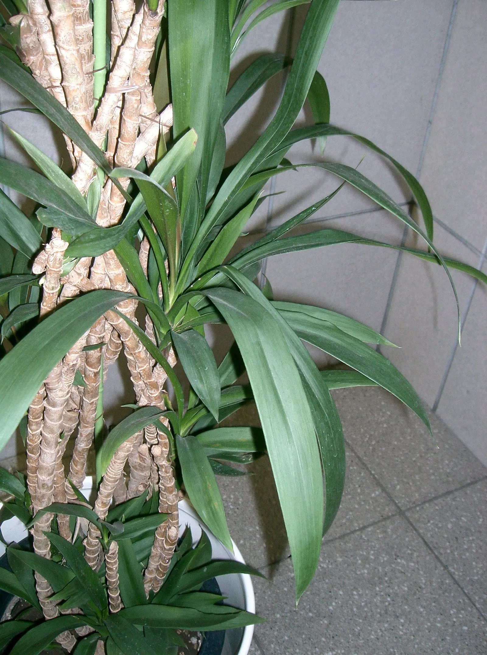 Narrow Leaved Cordyline (Cordyline Stricta) — lavender flowers in the garden