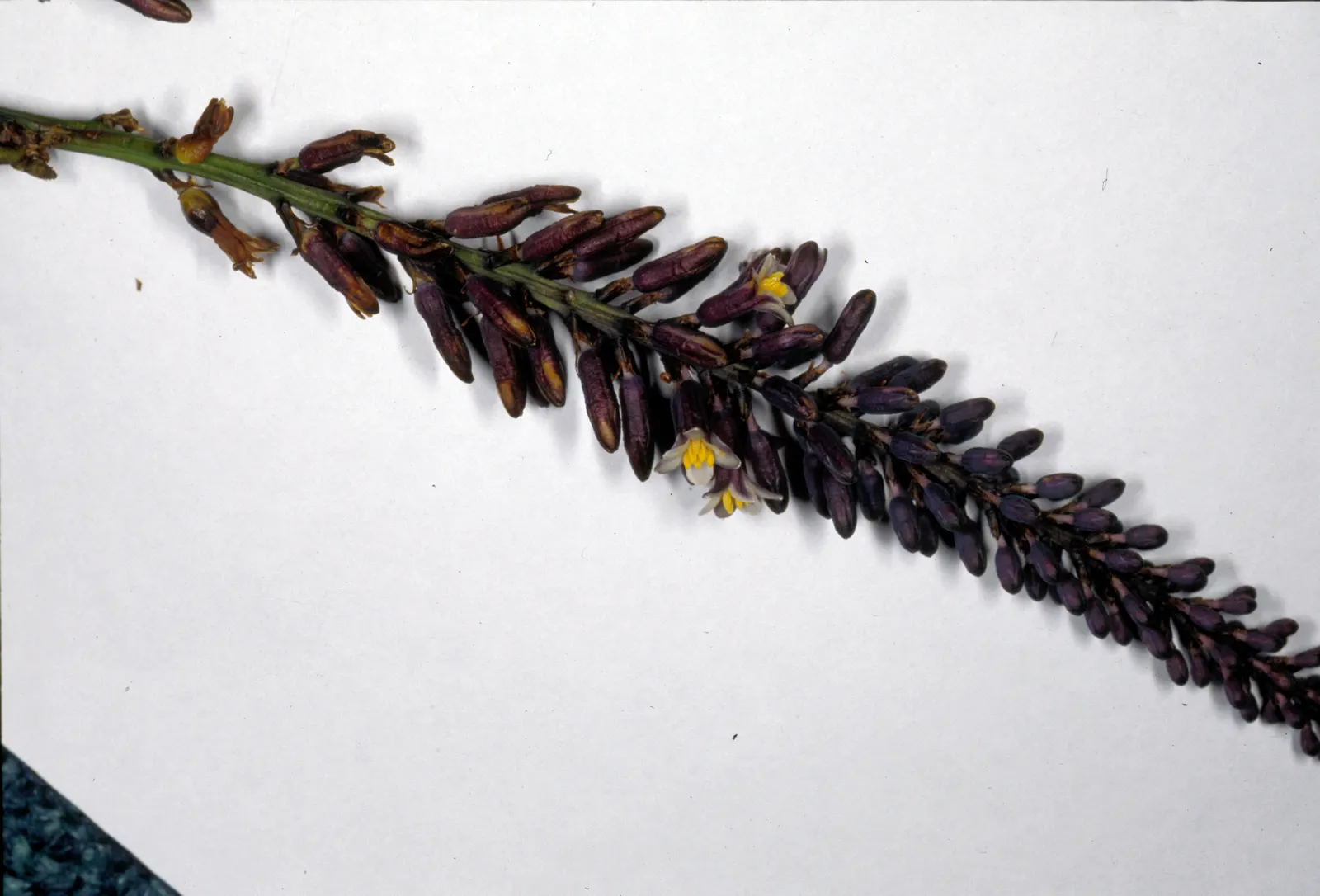 Narrow Leaved Cordyline (Cordyline Stricta) — This evergreen species is highly versatile and valued for both its ornamental appeal and its resilience