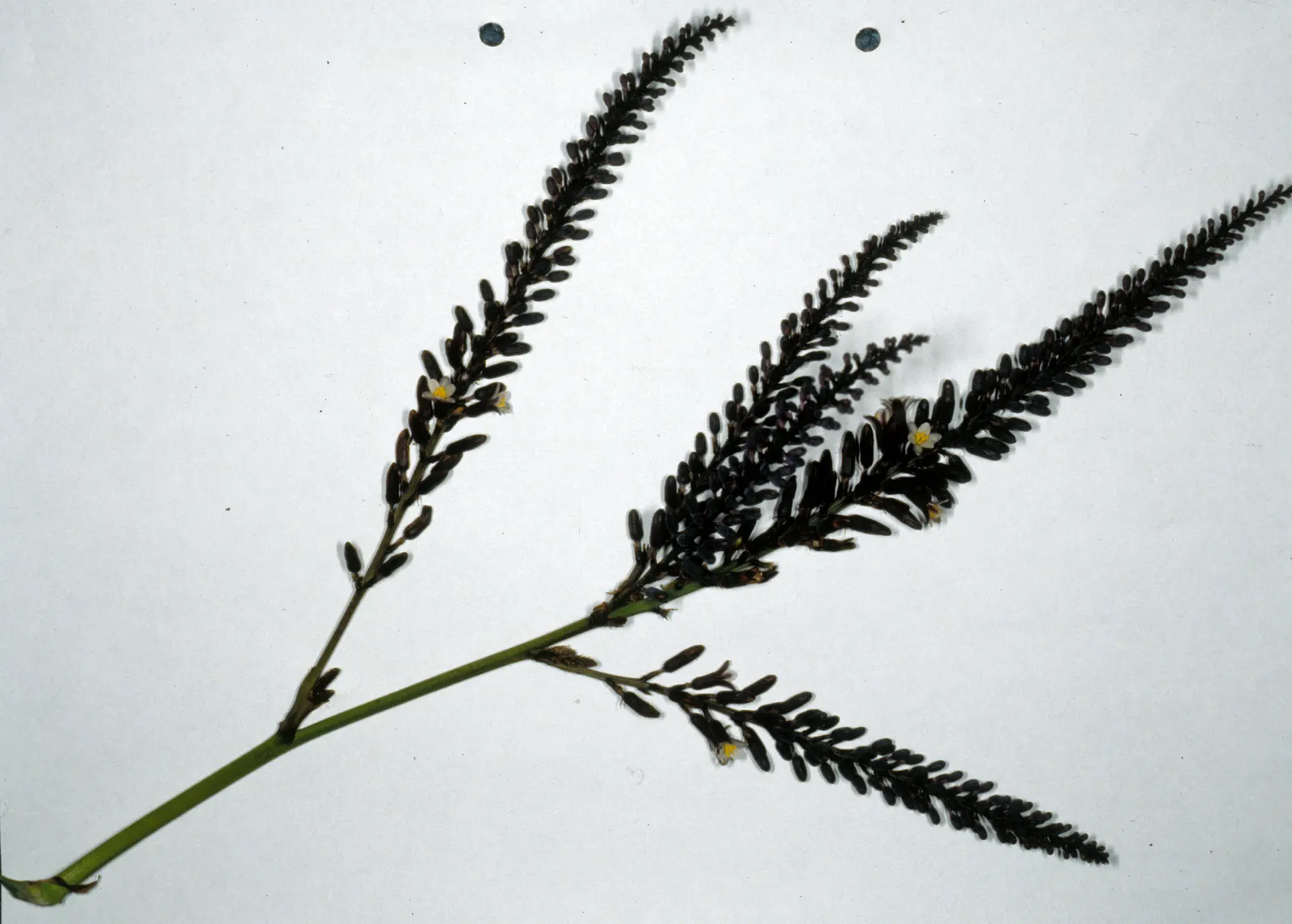 Narrow Leaved Cordyline (Cordyline Stricta) — with a spread of 3 to 5 feet