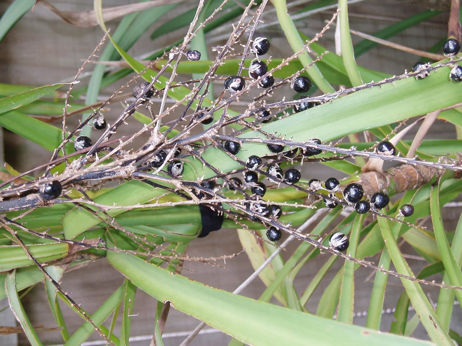 Narrow Leaved Cordyline (Cordyline Stricta) — The Narrow Leaved Palm Lily, Cordyline stricta, is an attractive, evergreen shrub