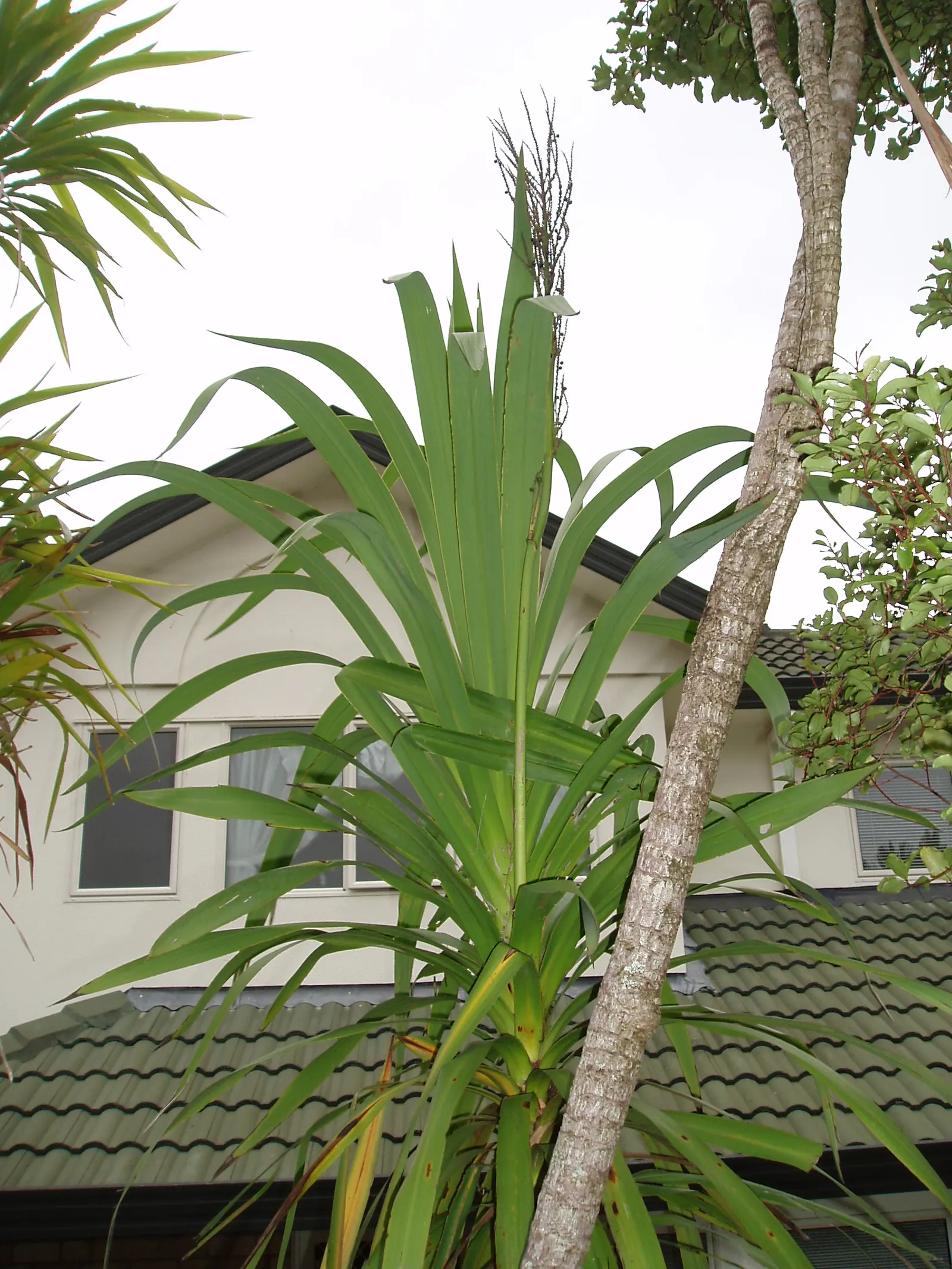 Narrow Leaved Cordyline (Cordyline Stricta) — It's excellent for accent planting or as a container focal point, and is drought-tolerant once established